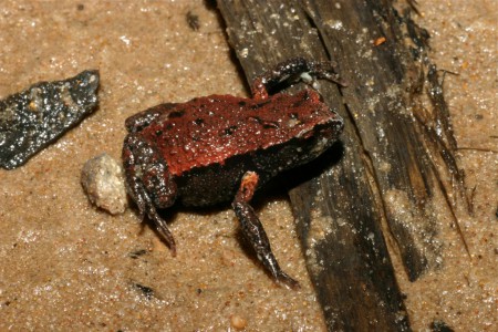 Copper-backed Broodfrog Pseudophryne raveni Landsborough, Queensland, Australia